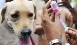 狂犬病发作视频,狂犬病发作现场全程记录